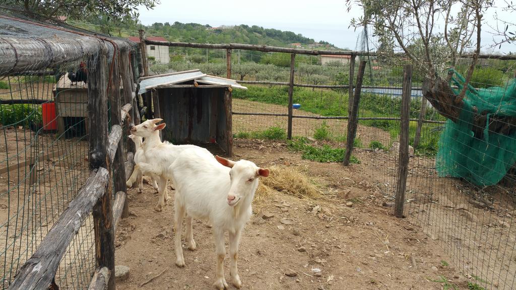 Agri Armonia * San Lucido